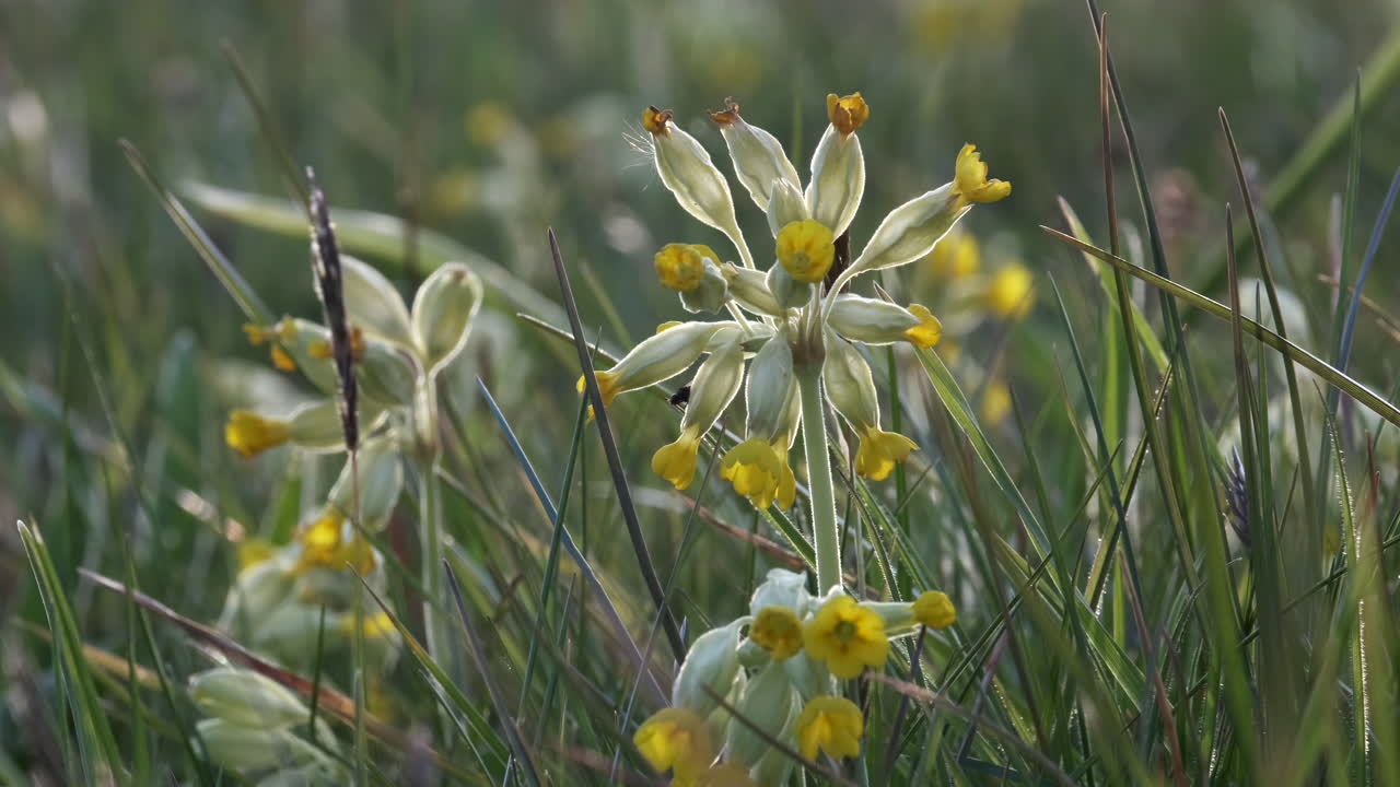 해질 무렵 영국 우스터셔의 미개간 초원에 있는 섬세한 야생 카우슬립 꽃