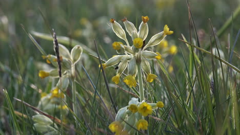 delicadas flores silvestres de prímula en un prado sin cultivar en worcestershire, inglaterra al atardecer con sus cabezas de flores cerradas