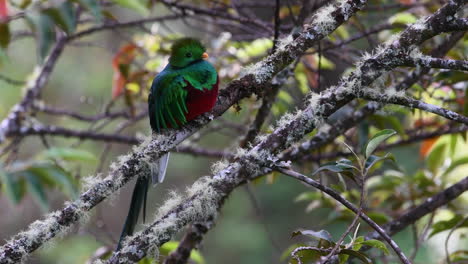 Prächtige-Männliche-Vorderansicht-Des-Quetzals-Thront-Auf-Ast,-San-Gerardo,-Costa-Rica