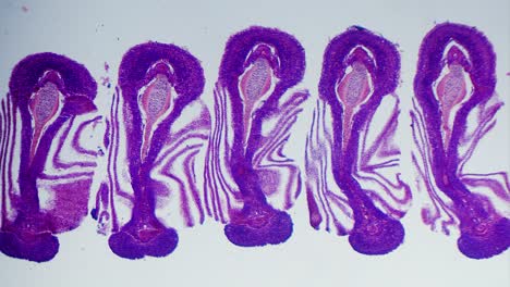 microscopic images of plant tissue sections
