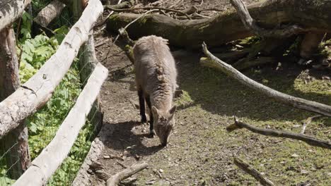 una cabra está pastando en un paisaje rural - tiro estático ancho