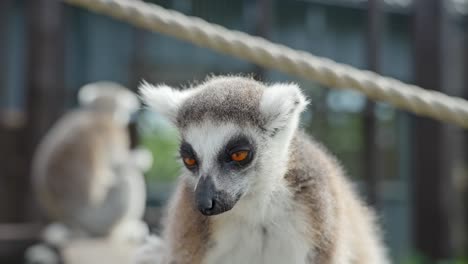 ring-tailed lemurs in a wildlife zoo park in southwestern madagascar. close-up shot