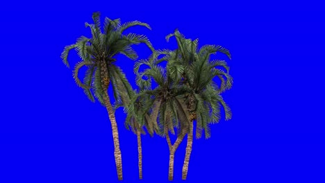 3D-date-palm-cluster-with-wind-effect-on-blue-screen-3D-animation