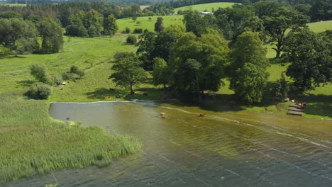 aerial view of cows chilling out on a hot summers day