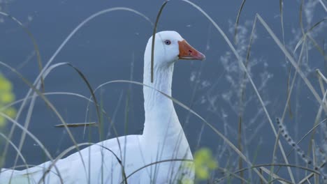 Eine-Weiße-Pilgergans-Am-Ufer-Eines-Flusses-Zwischen-Pflanzen