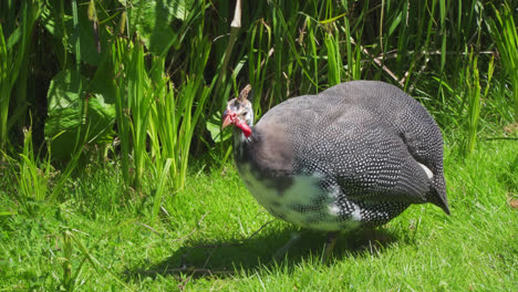 A-young-French-pearl-guineafowl-parching-on-the-top-of-a-tin-trash-can-with-the-garden-in-the-background