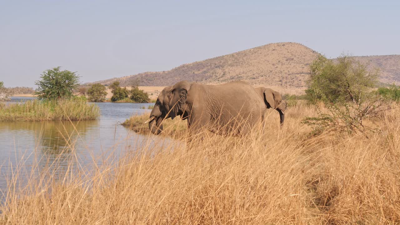강변에 있는 코끼리