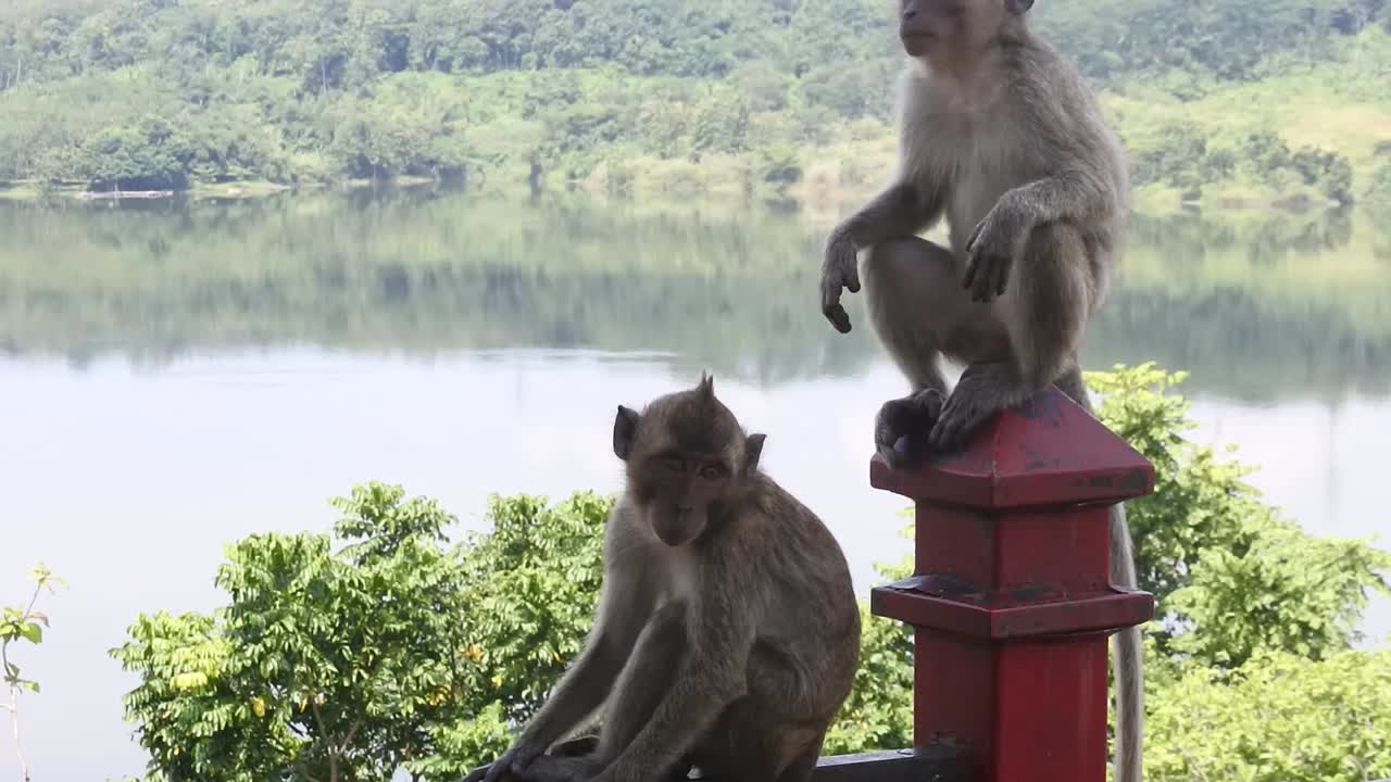 una familia de monos se sienta relajada en la zona turística de la cueva kreo, semarang, indonesia_hd video