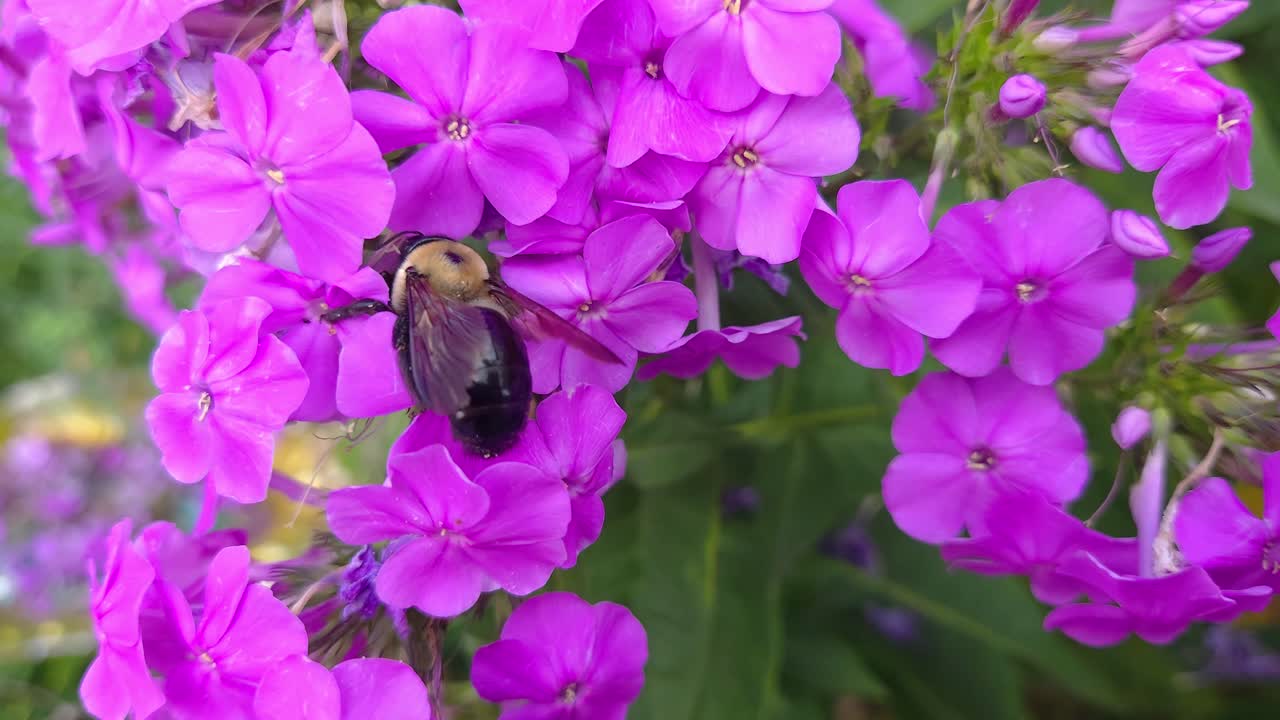 flores púrpuras brillantes que atraen a una abeja carpintero en un entorno de jardín exuberante