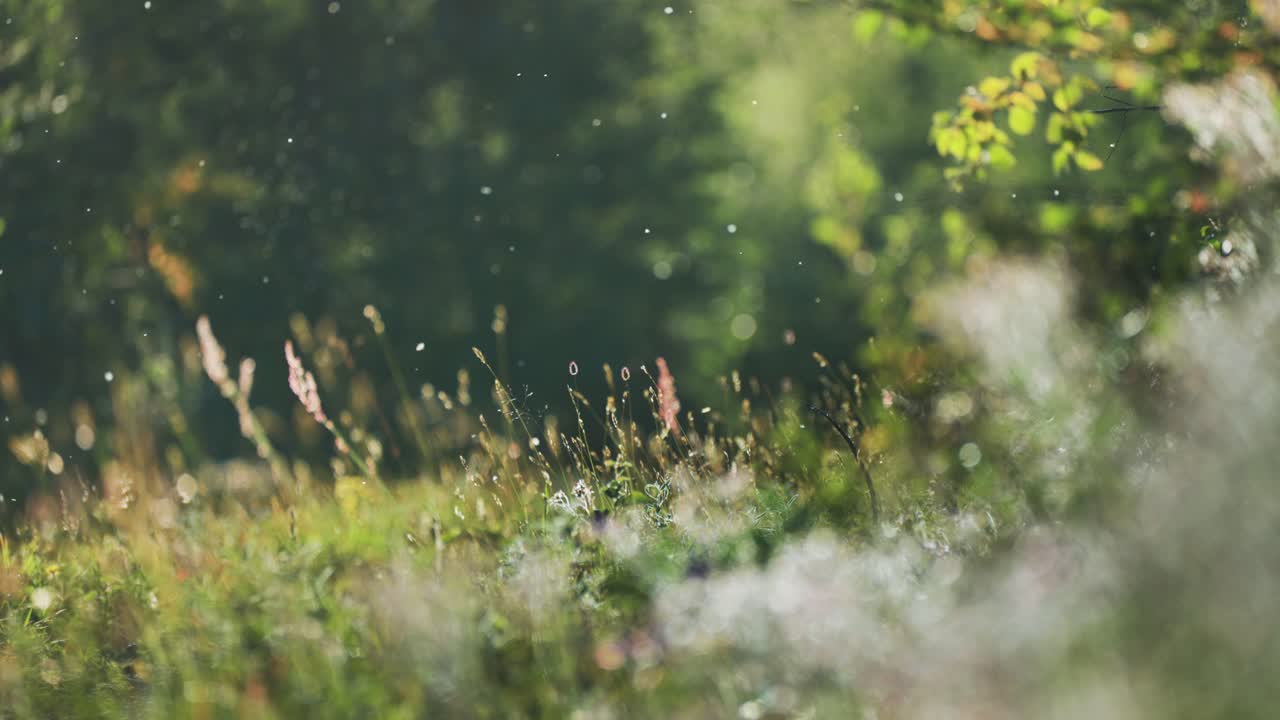 부드러운 빛으로 조명 된 높은 풀 과 야생 꽃 을 강조 하는 초원 의 경치적 인 풍경