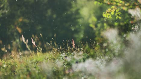 Malerische-Aussicht-Auf-Eine-Wiese-Mit-Hohen-Gräsern-Und-Wildblumen,-Die-Von-Sanftem-Sonnenlicht-Beleuchtet-Werden