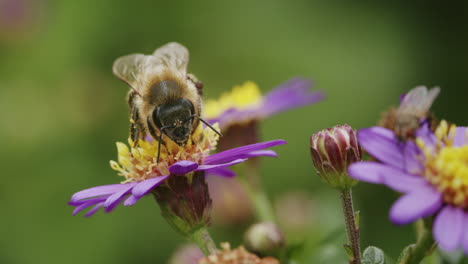 abeja descansando en una flor en la naturaleza, macro vida silvestre