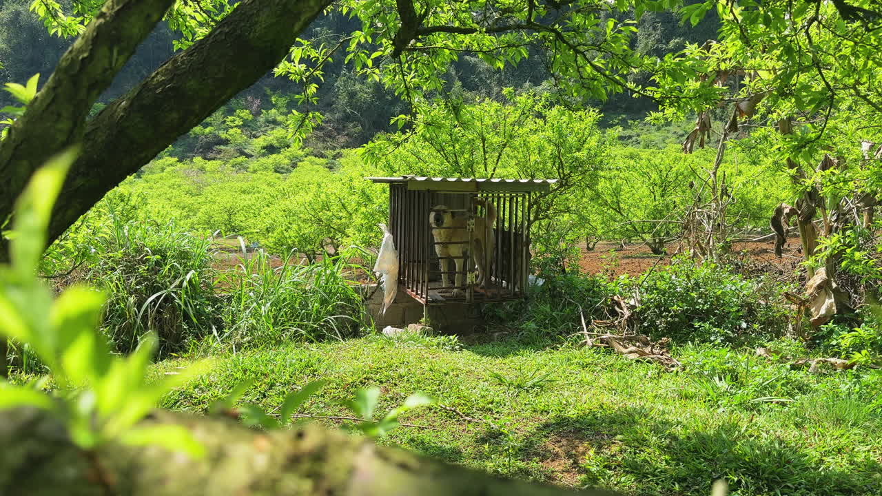 Plum Blossom Valley, Vietnam. A caged dog is amidst lush greenery. Evokes a rural atmosphere and themes of animal containment.
