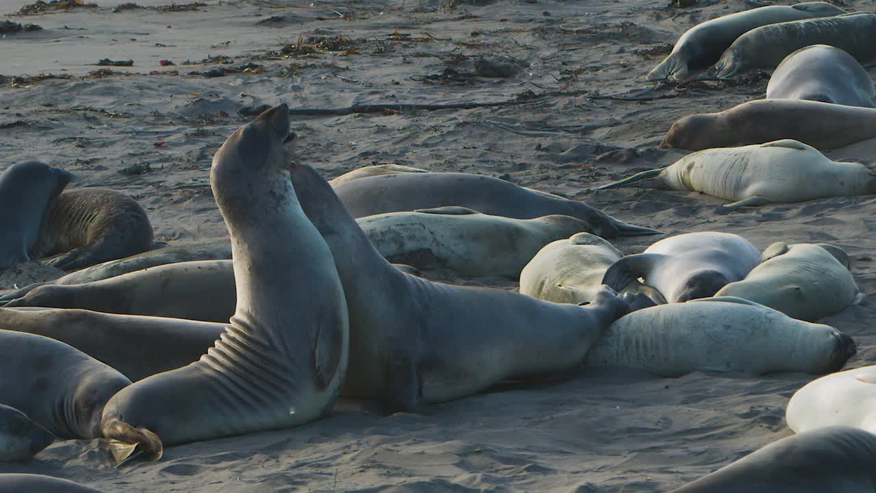Sea lions move in sync, creating a rhythmic motion.