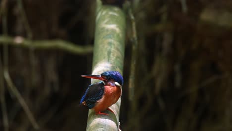 seen chirping while facing to the right and looking over its shoulder to the left