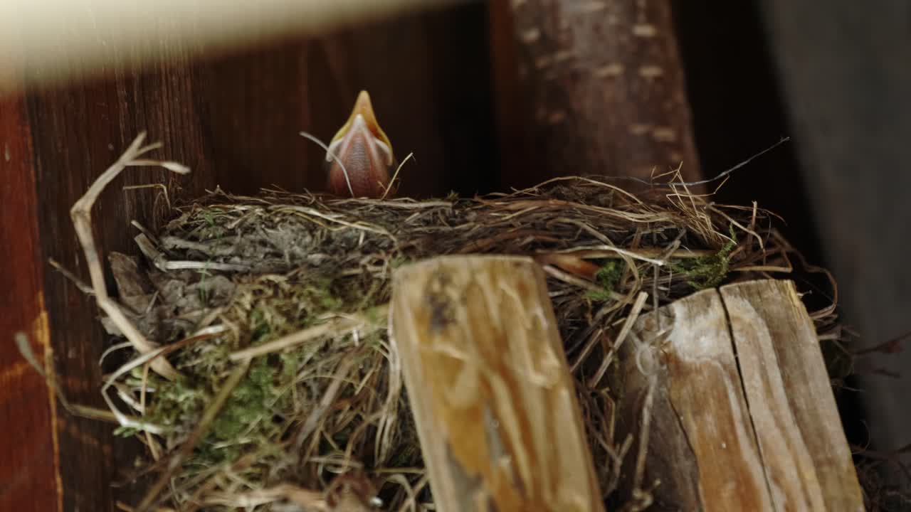 hungry small blackbird chick looking out of the nest