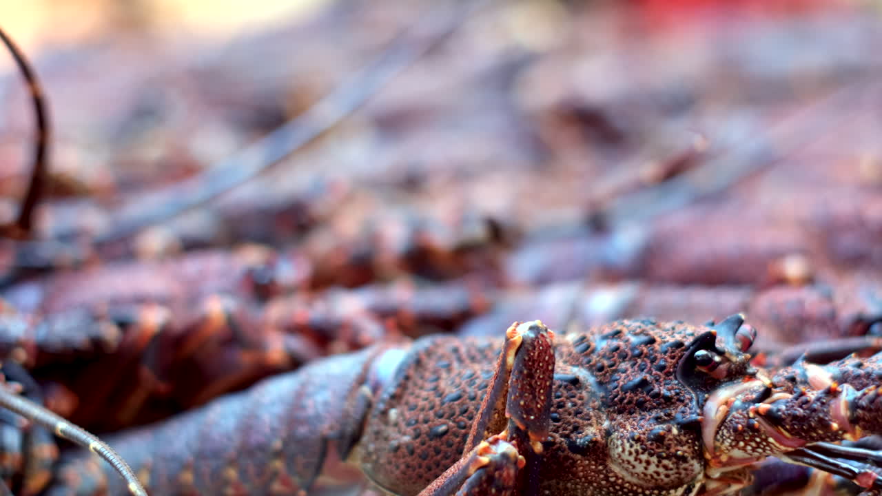 Rack focus of group of live spiny Cape Rock Lobster (kreef). Extreme closeup