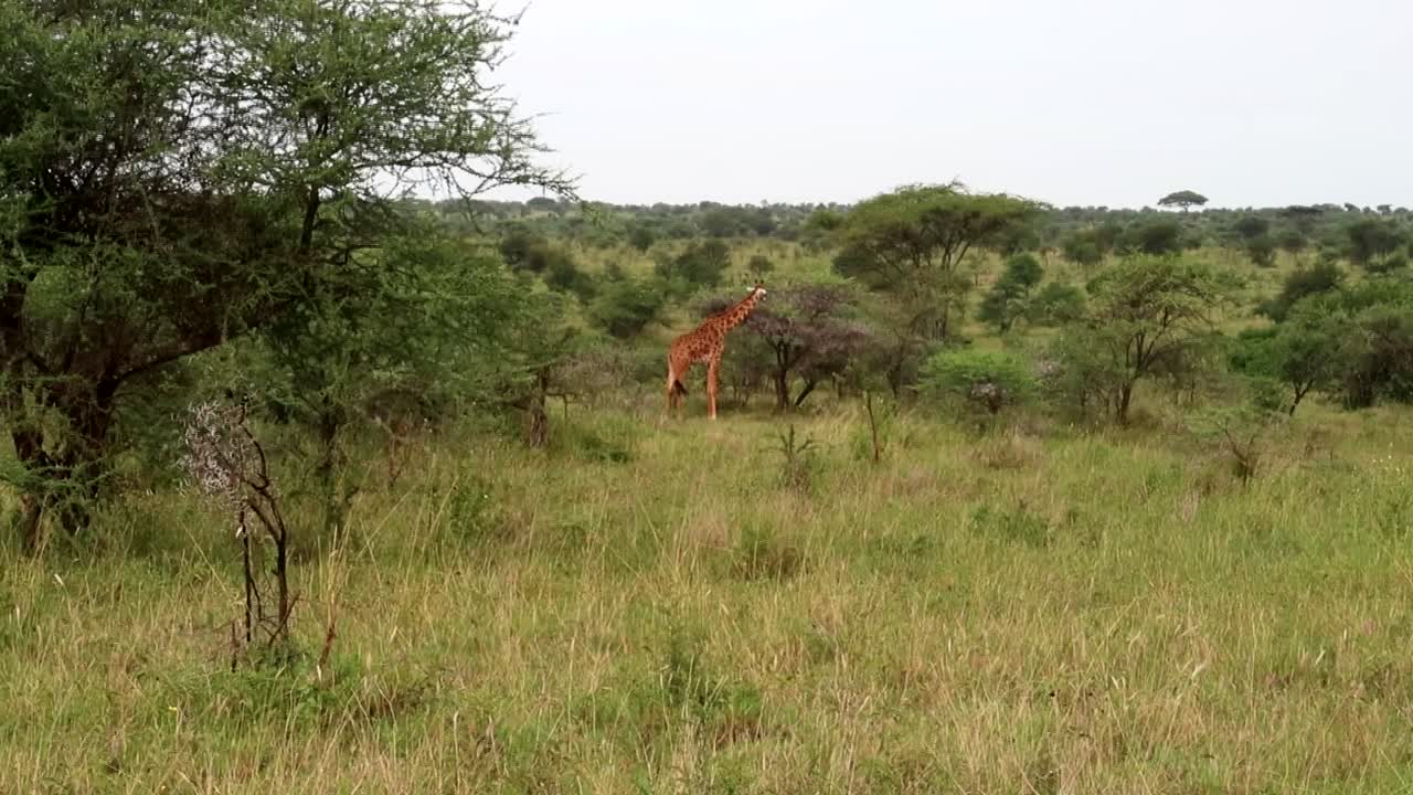 jirafa comiendo sola de árboles de acacia en el parque nacional serengeti
