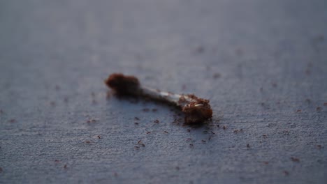 un primer plano de una colonia de hormigas rojas devorando los restos de una pierna de pollo mayormente comida en una acera de hormigón