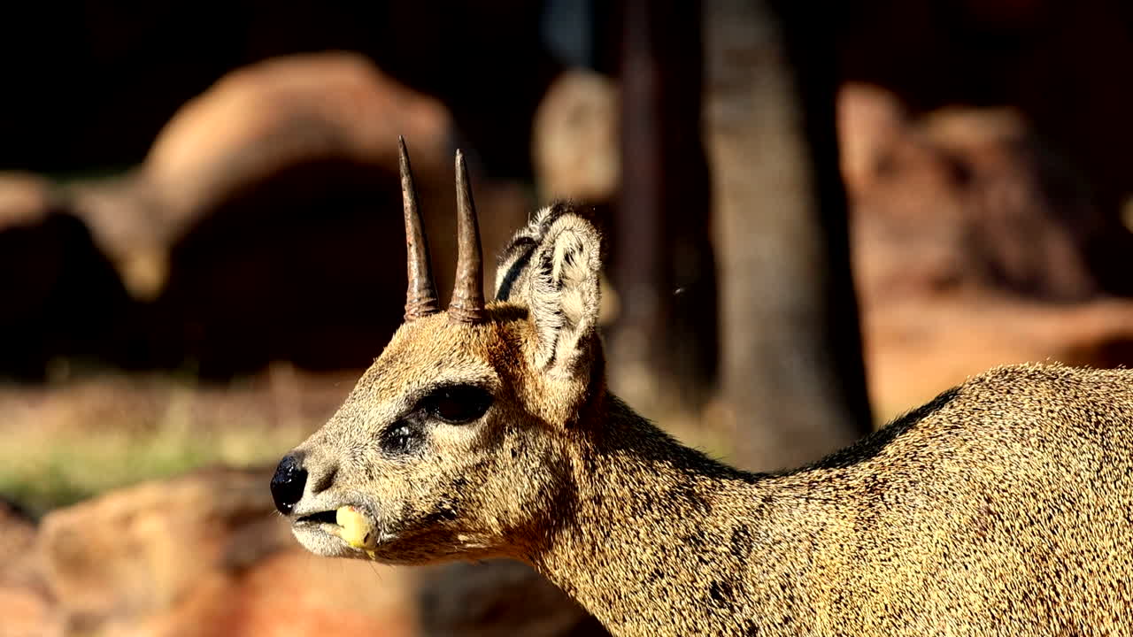 크루거 공원 (kruger park) 에 있는 클립스프링거 안로프 (klipspringer antelope) 는 바위가 많은 서식지에서 야생 과일을 먹고 있다.