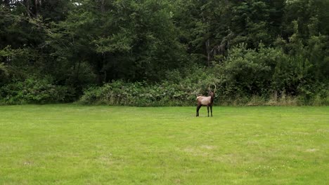 Bull-Elk-Standing-In-An-Open-Field-Surrounded-By-Lush-Spring-Foliage---wide-shot