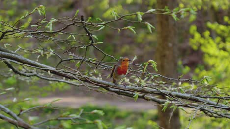 Ein-Kleiner-Bunter-Vogel-Sitzt-Auf-Einem-Ast-Im-Wald