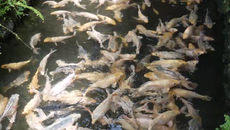 a large number of tilapia in a pond