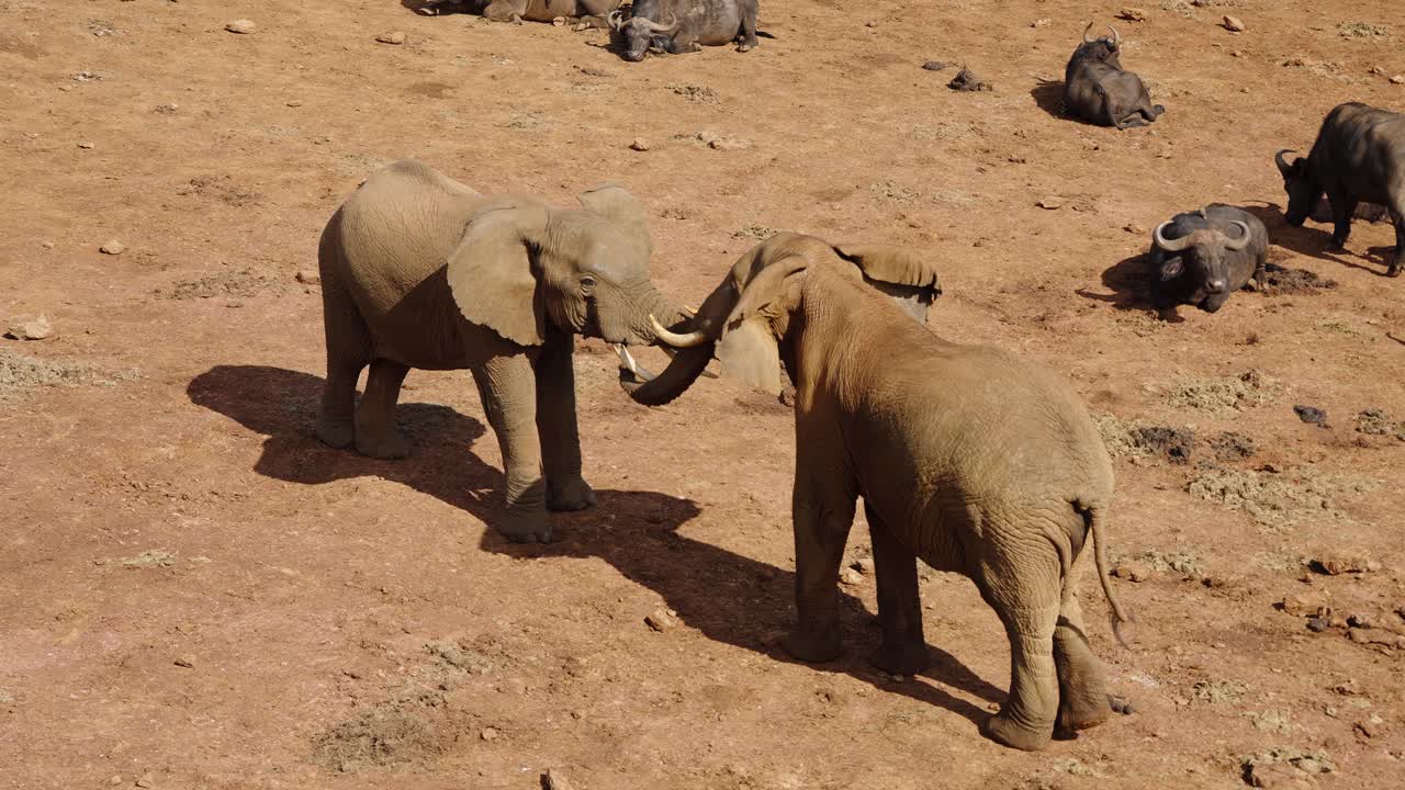 Two African elephants interlocking their trunks in a playful interaction while a few oxen rest in the background. The scene captures a tender moment that shows harmony among savanna animals