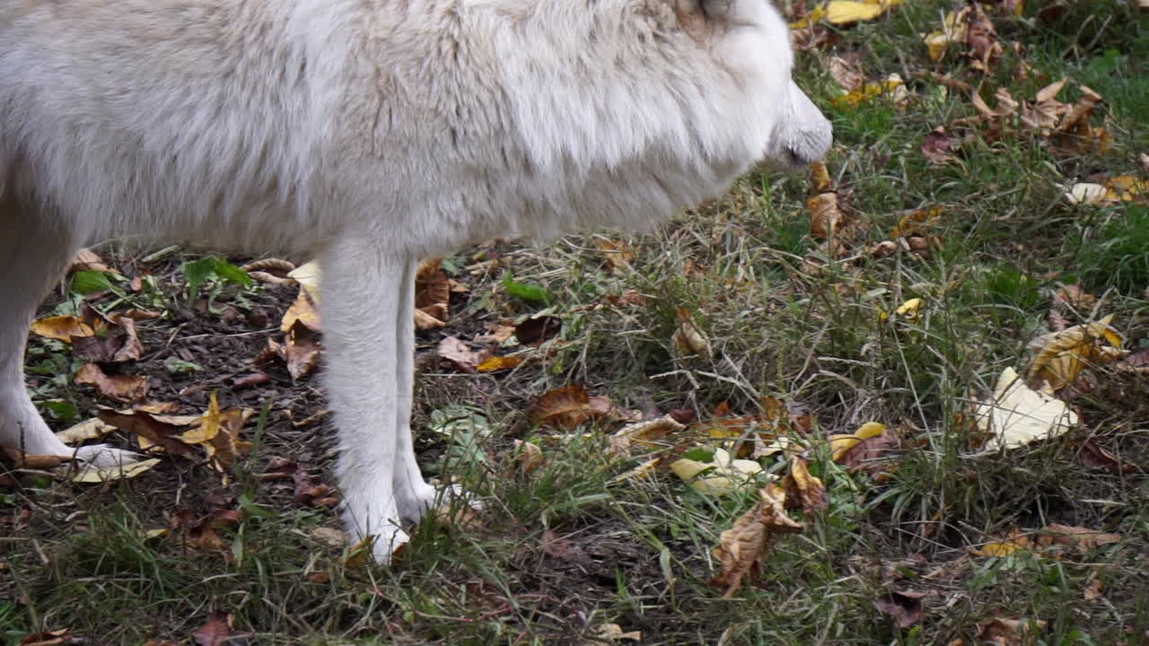 A Southern Rocky Mountain Gray Wolf walks and sniffs at ground then turns and walks in the opposite direction