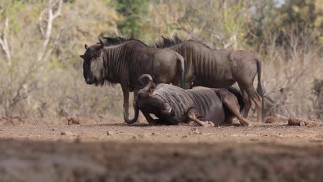 Streifengnu-Staubbaden-Im-Mashatu-Game-Reserve,-Botswana