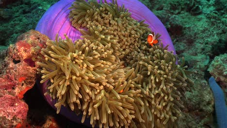 peces payaso nadando en anémona de mar rosa en el arrecife de coral tropical