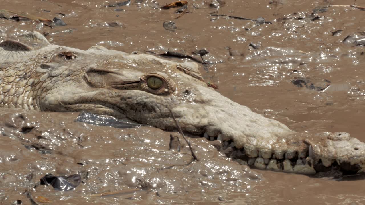 En vild krokodil på de leriga flodbankarna vid en flod i Costa Rica.