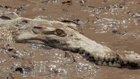 a wild crocodile on the muddy banks of a costa rica river