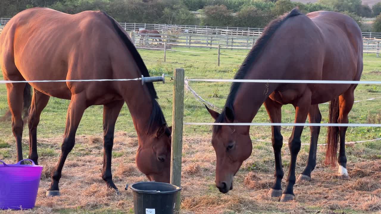 イギリス、ウォリックシャー州ラグビーでのゴールデンアワーに草を食む馬のクローズアップショット。
