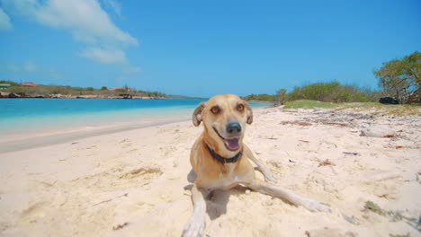 Dog-laying-on-beach-playfully-runs-away-from-camera,-Curacao