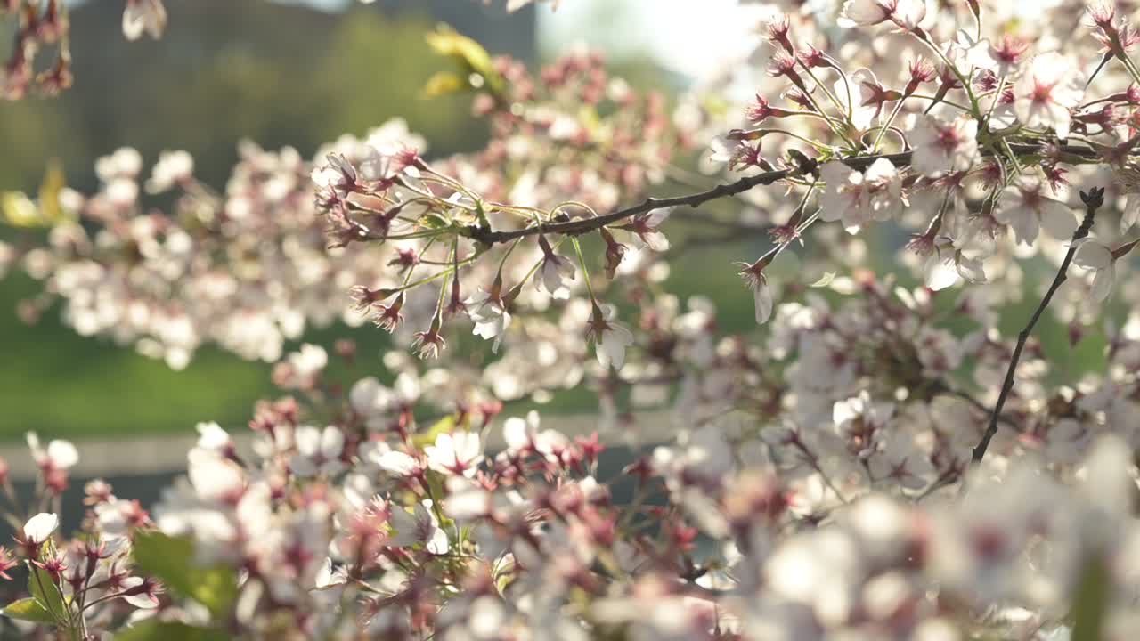 Closeup view of cherry blossoms in Kaunas Nemunas island Park