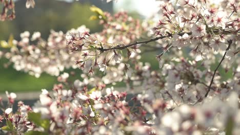 vista de cerca de los cerezos en flor en el parque de la isla de kaunas nemunas