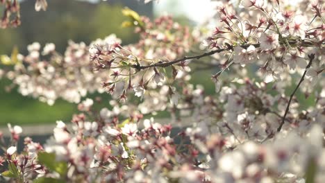 closeup view of cherry blossoms in kaunas nemunas island park