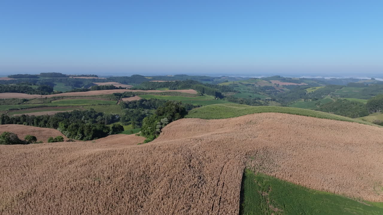 Cornfield aerial ascent revealing soybean fields, native forest and rolling farmland