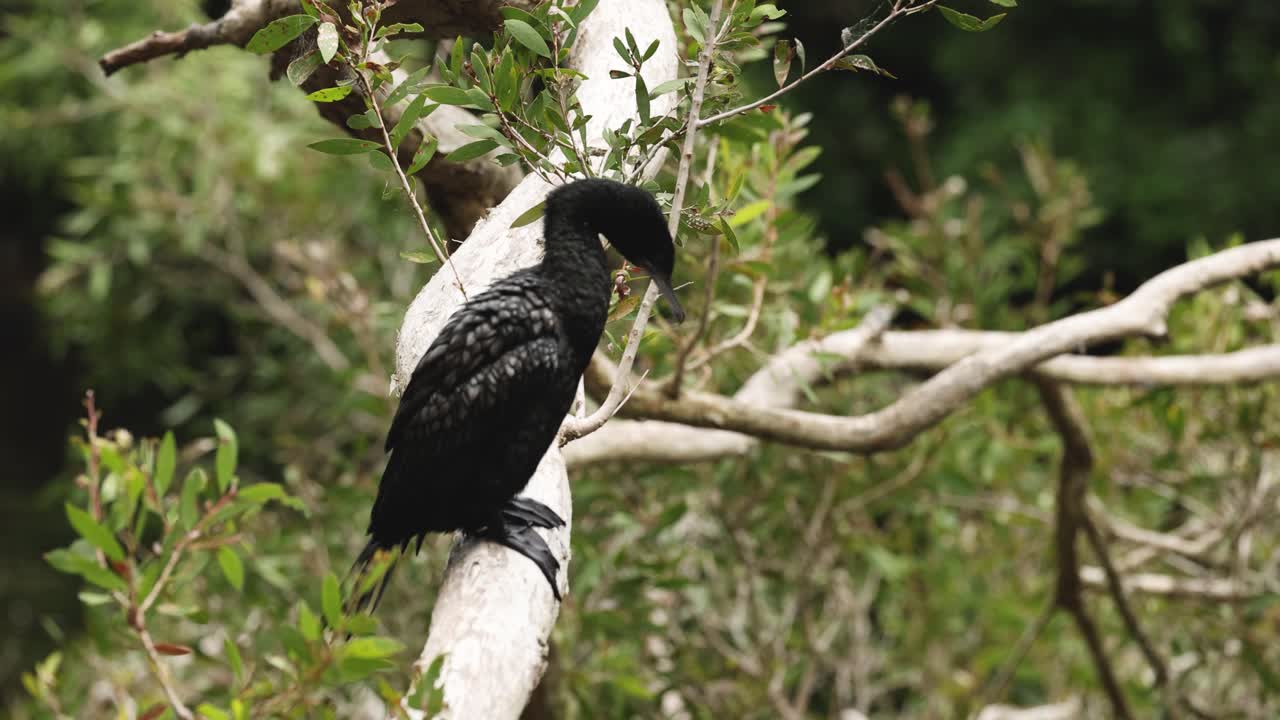 pájaro posado en una rama, girando la cabeza