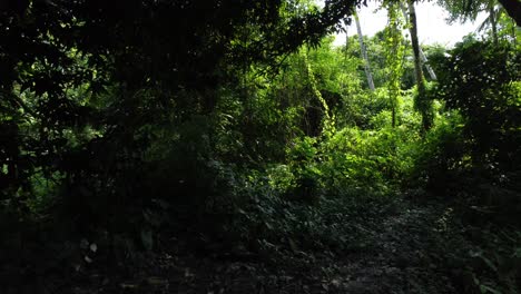 vista aérea de una especie de jungla o bosque verde profundo