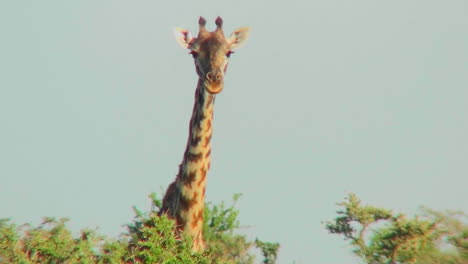 a giraffe peers over the treetops