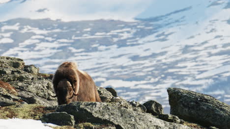 side of lone musk oxen bull in norway spring heat on dovre mountain
