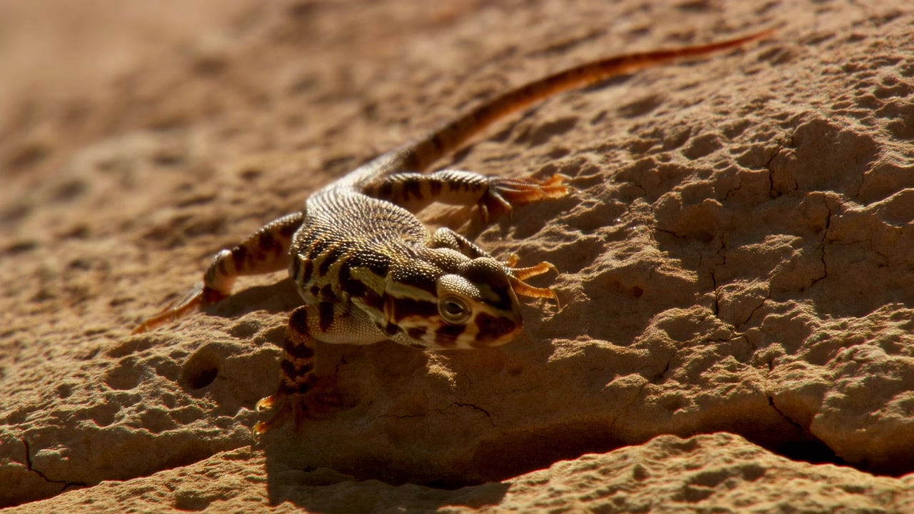 Sunlit Desert Lizard Crawling Across Sandstone, Striped Reptile Probes Crevice With Flicking Tongue, Tail