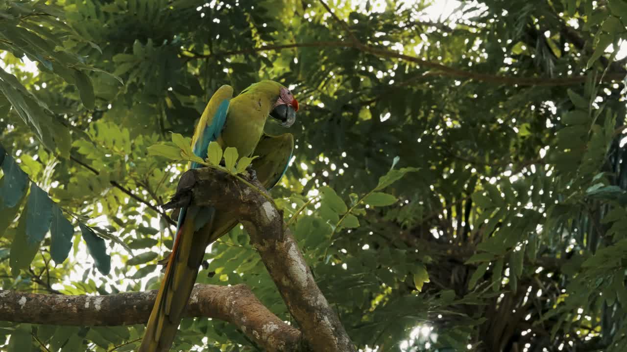 gran pájaro guacamayo verde posado en el árbol en una jungla tropical - tiro de ángulo bajo