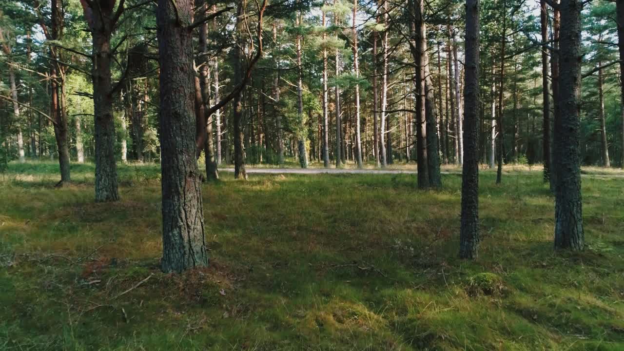 Naturskønt luftfoto viser rød SUV, der kører ad grusvej i tæt fyrreskov