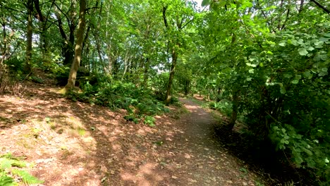 un tranquilo sendero forestal en stirling, escocia