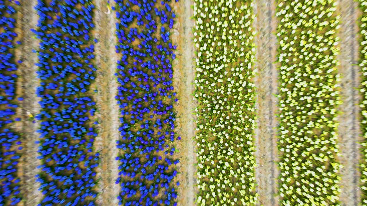 coloridos campos de flores en los países bajos capturados desde arriba durante un día soleado, vista aérea