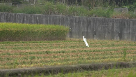 Wild-wading-birds,-white-egrets-and-other-species-gathered-on-cultivated-rice-paddy-field-during-harvesting-season,-foraging-on-fallen-crops-after-harvester-tractor,-reaping,-threshing,-and-winnowing