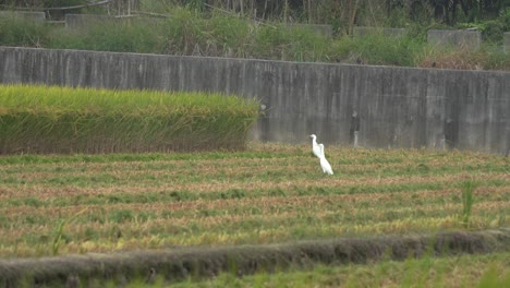 aves zancudas silvestres, garcetas blancas y otras especies reunidas en campos de arroz cultivados durante la temporada de cosecha, alimentándose de cultivos caídos después del tractor cosechador, cosechando, trillando y aventando